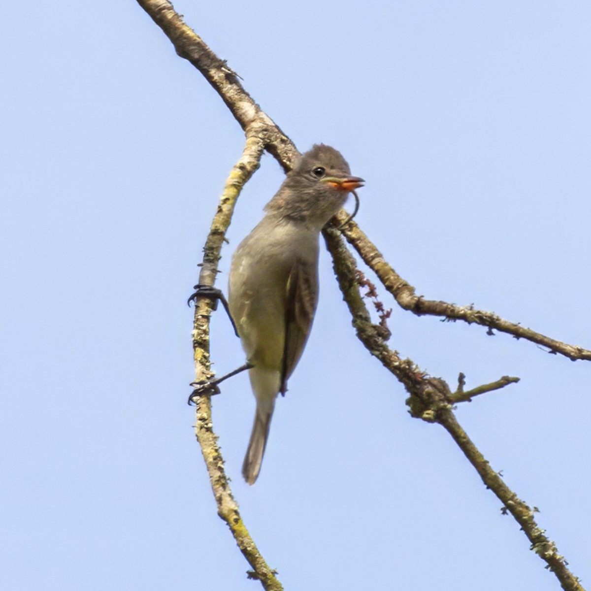 Northern Beardless-Tyrannulet - ML643111772