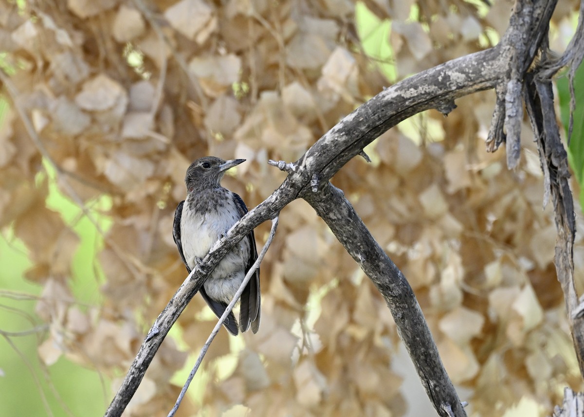 Red-headed Woodpecker - ML643111774