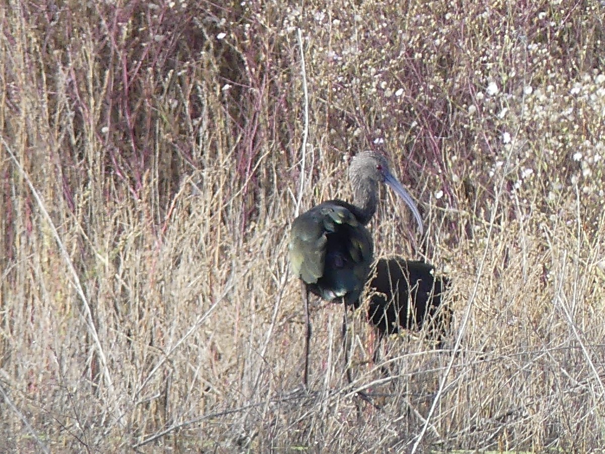 White-faced Ibis - ML643111788