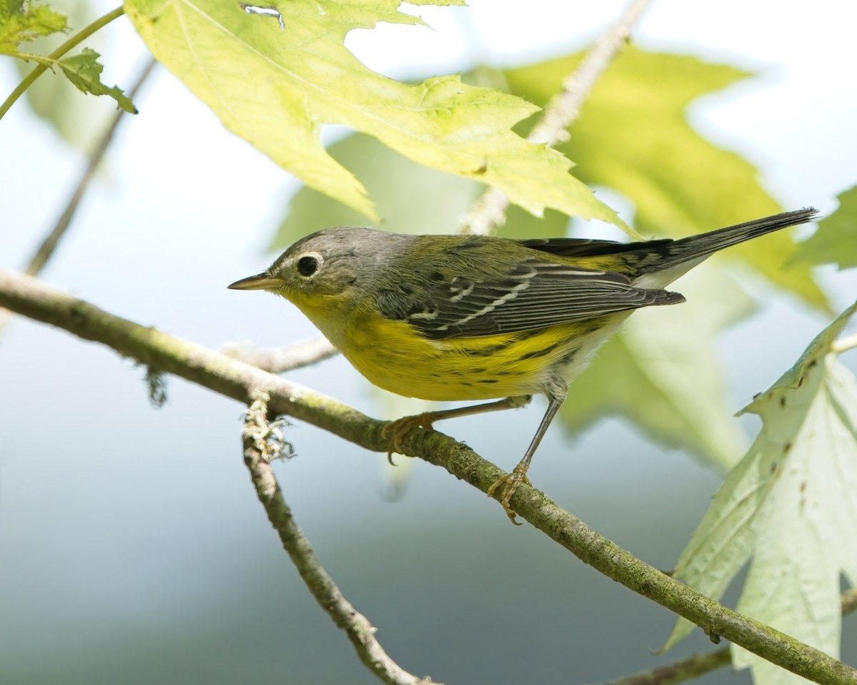 Magnolia Warbler - ML643111813