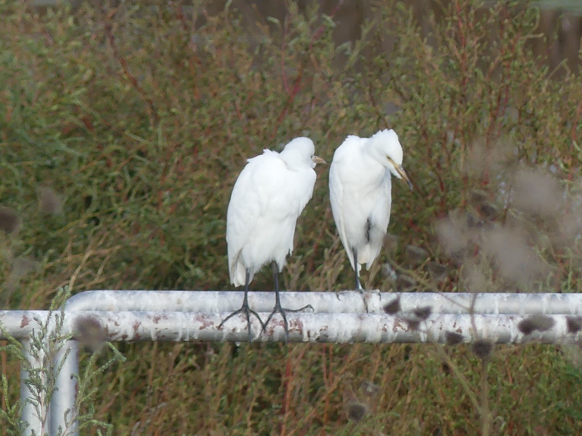 Western Cattle-Egret - ML643111818
