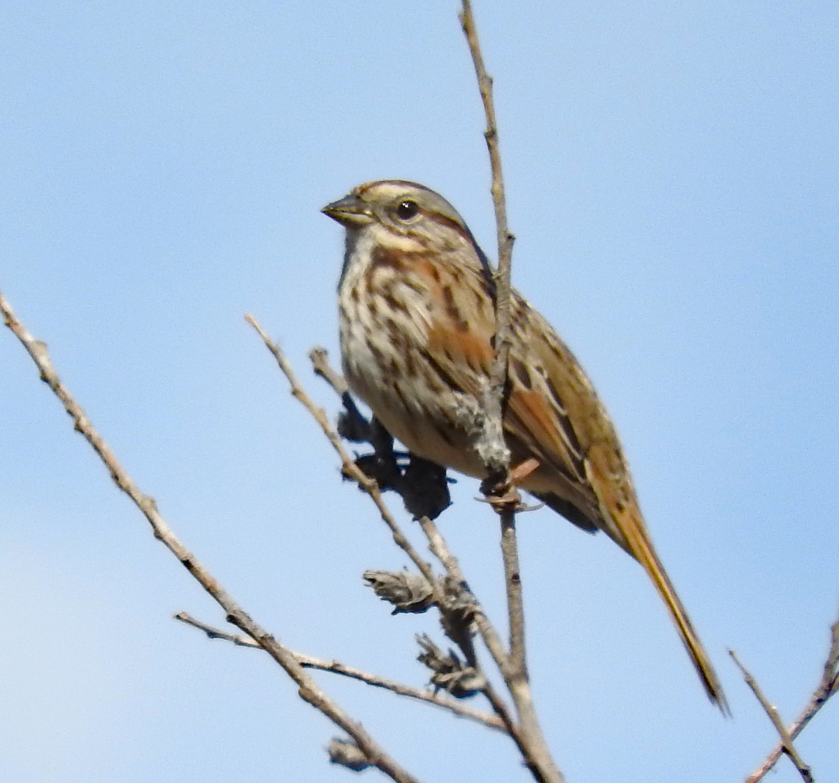 Song Sparrow - ML643111825