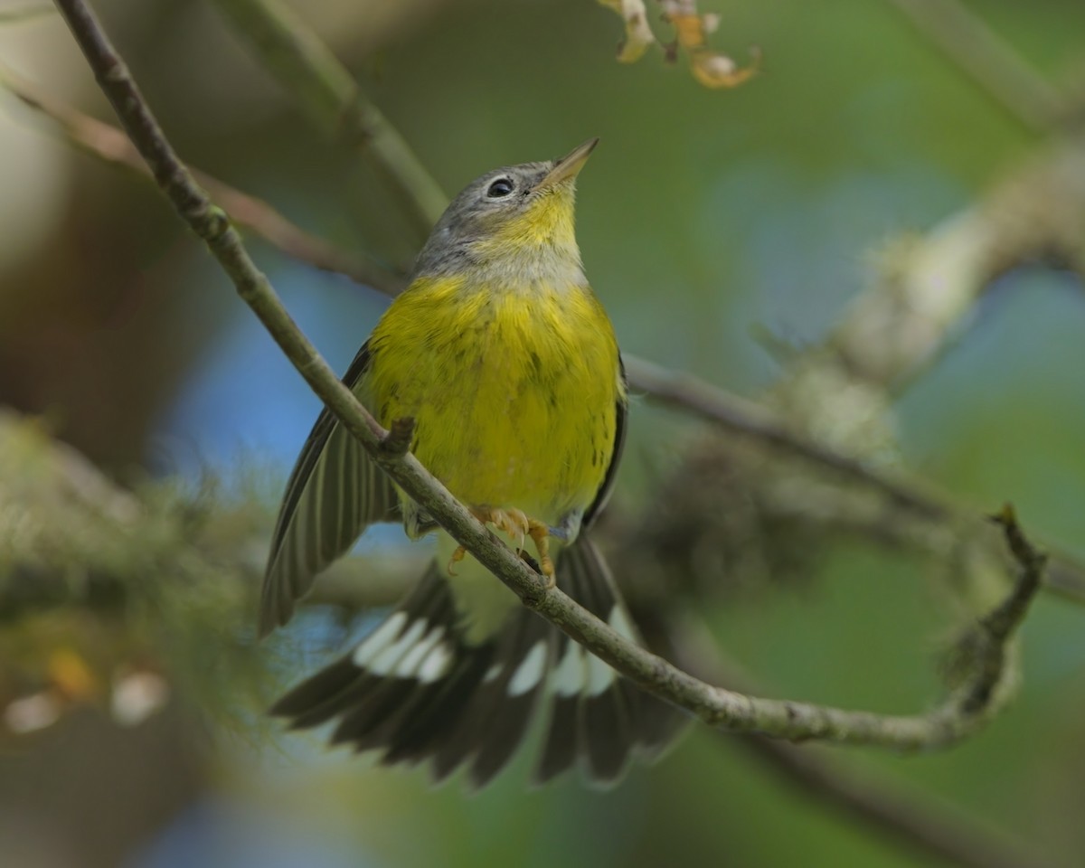 Magnolia Warbler - ML643111832