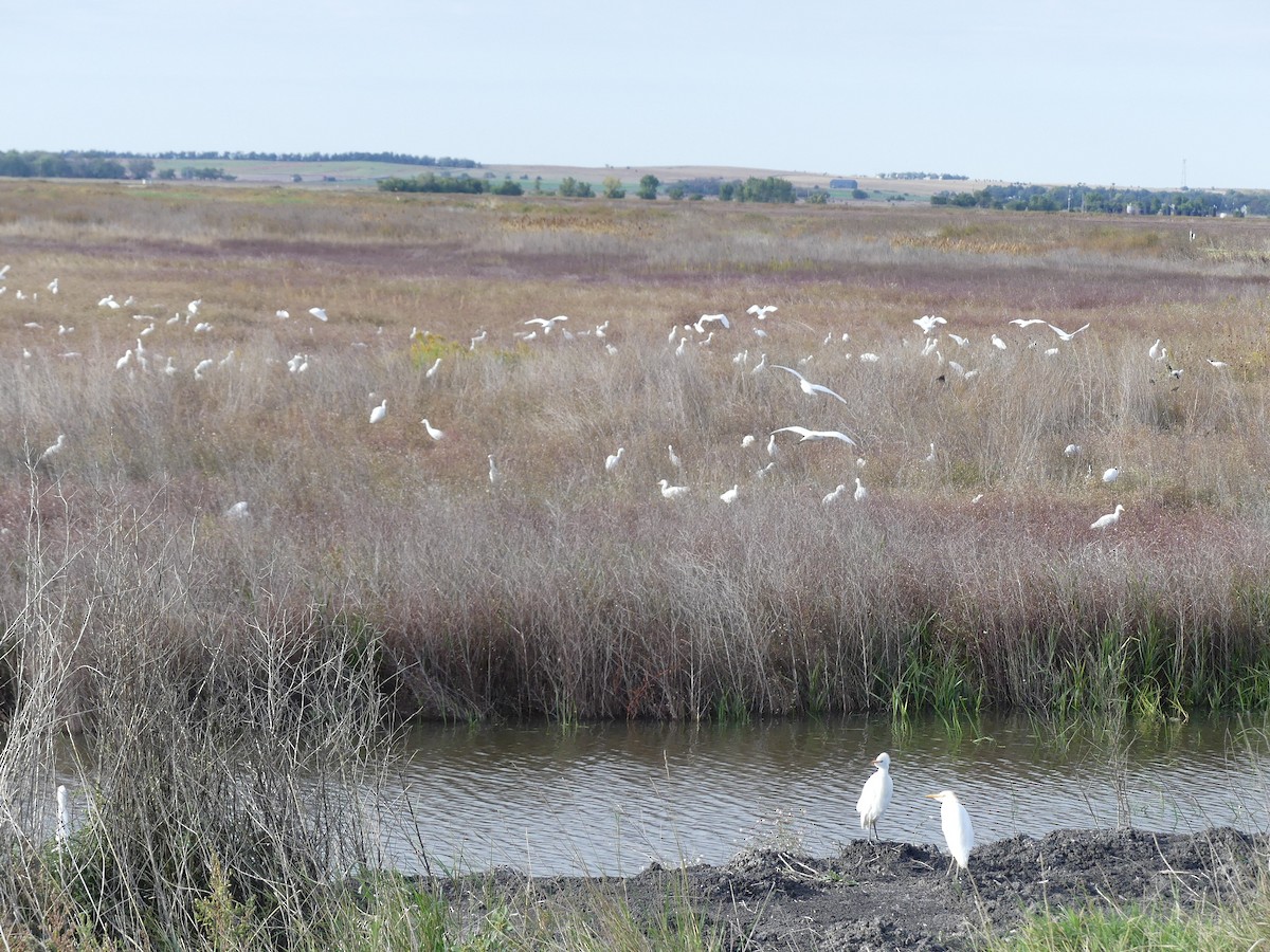 Western Cattle-Egret - ML643111840