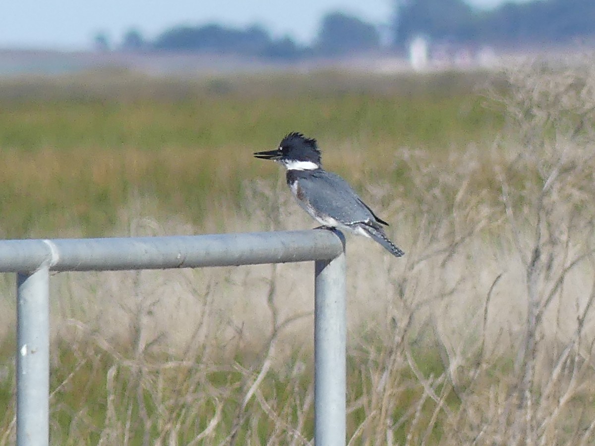 Belted Kingfisher - ML643111882