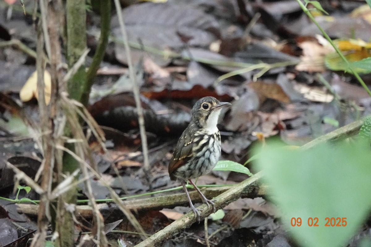 Grallaire à lunettes (perspicillatus) - ML643111883