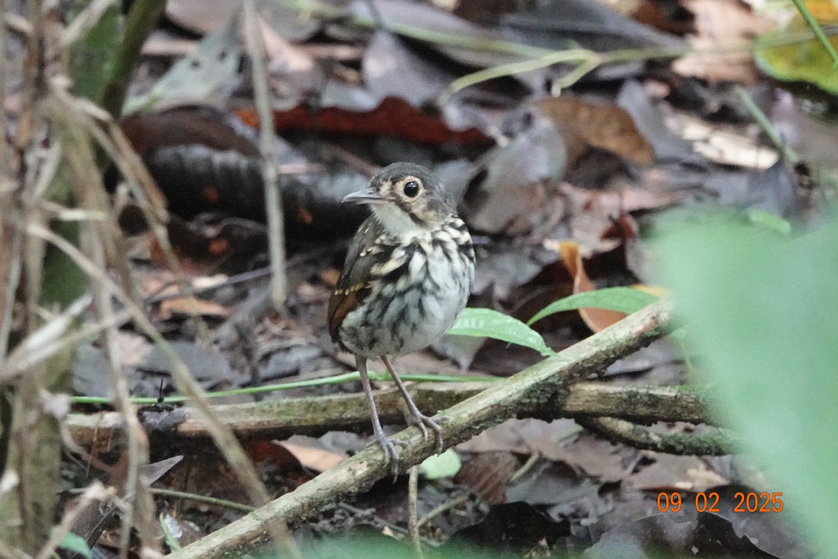 Grallaire à lunettes (perspicillatus) - ML643111884