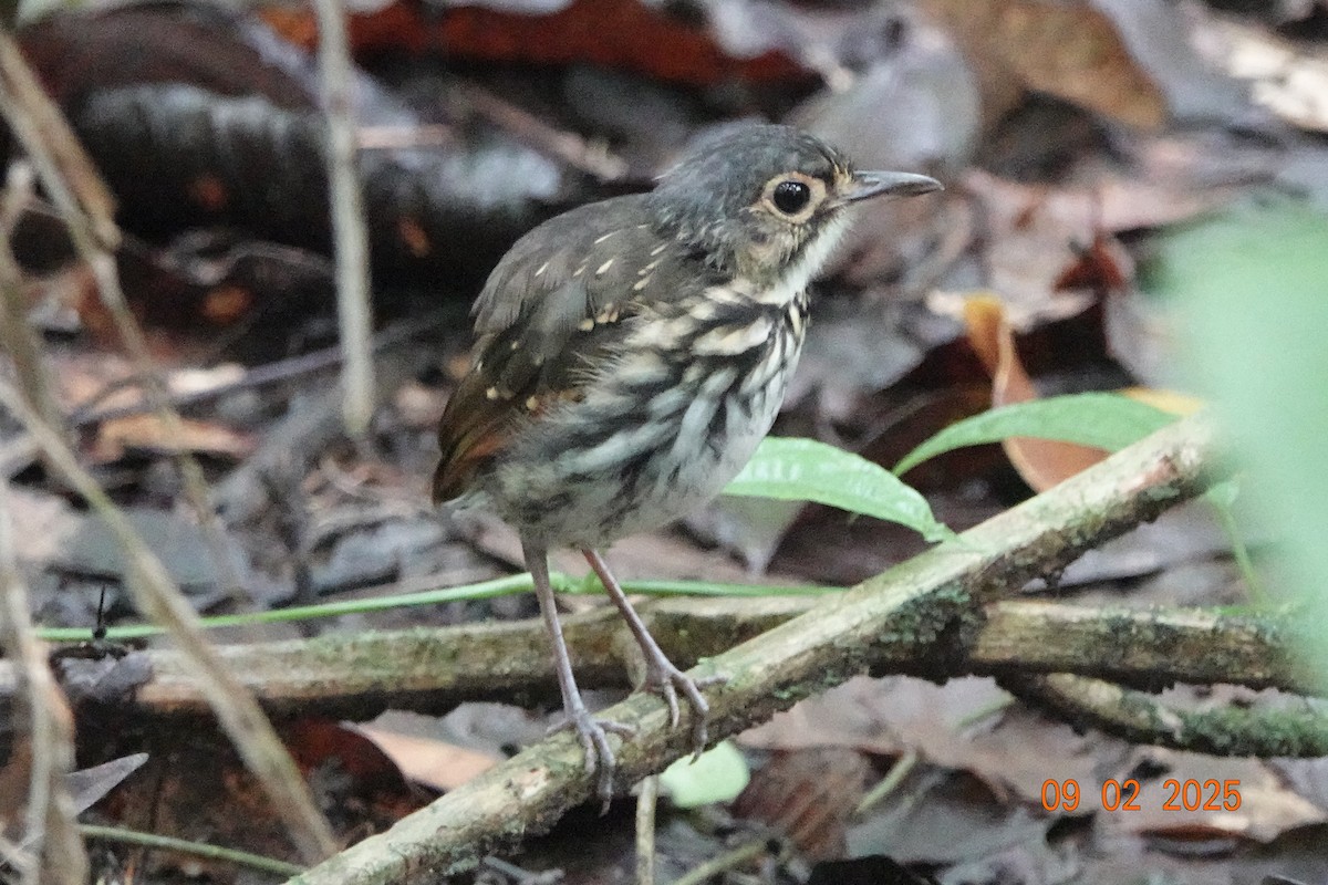 Grallaire à lunettes (perspicillatus) - ML643111885