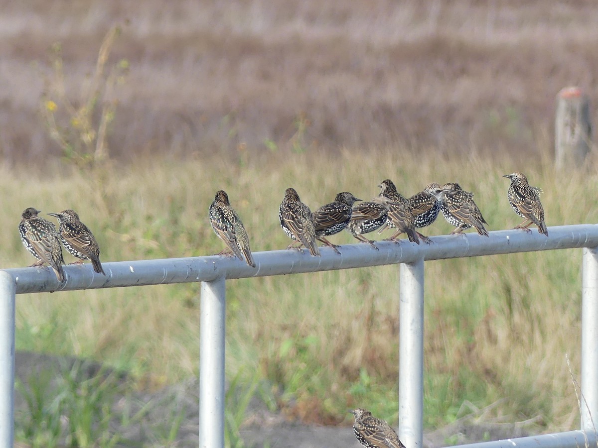 European Starling - ML643111911