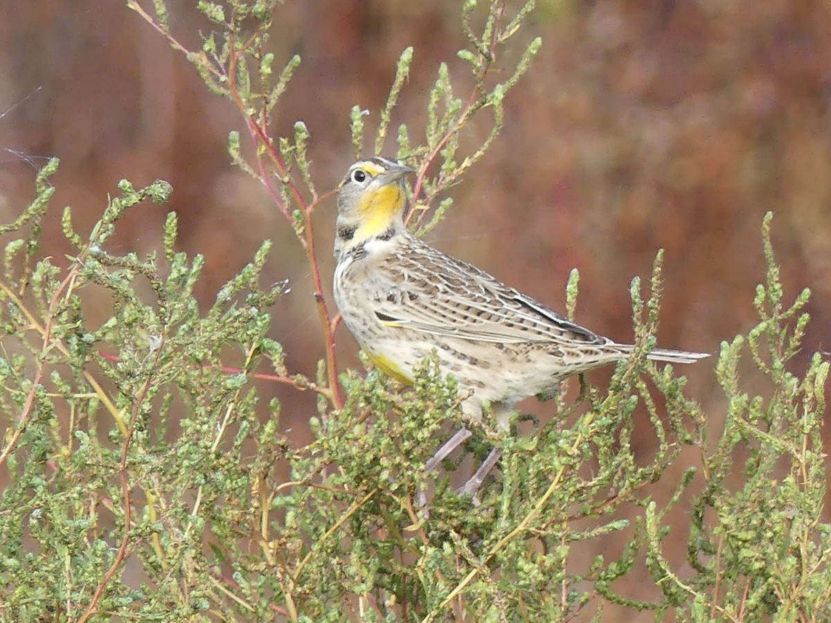 Western Meadowlark - ML643111925