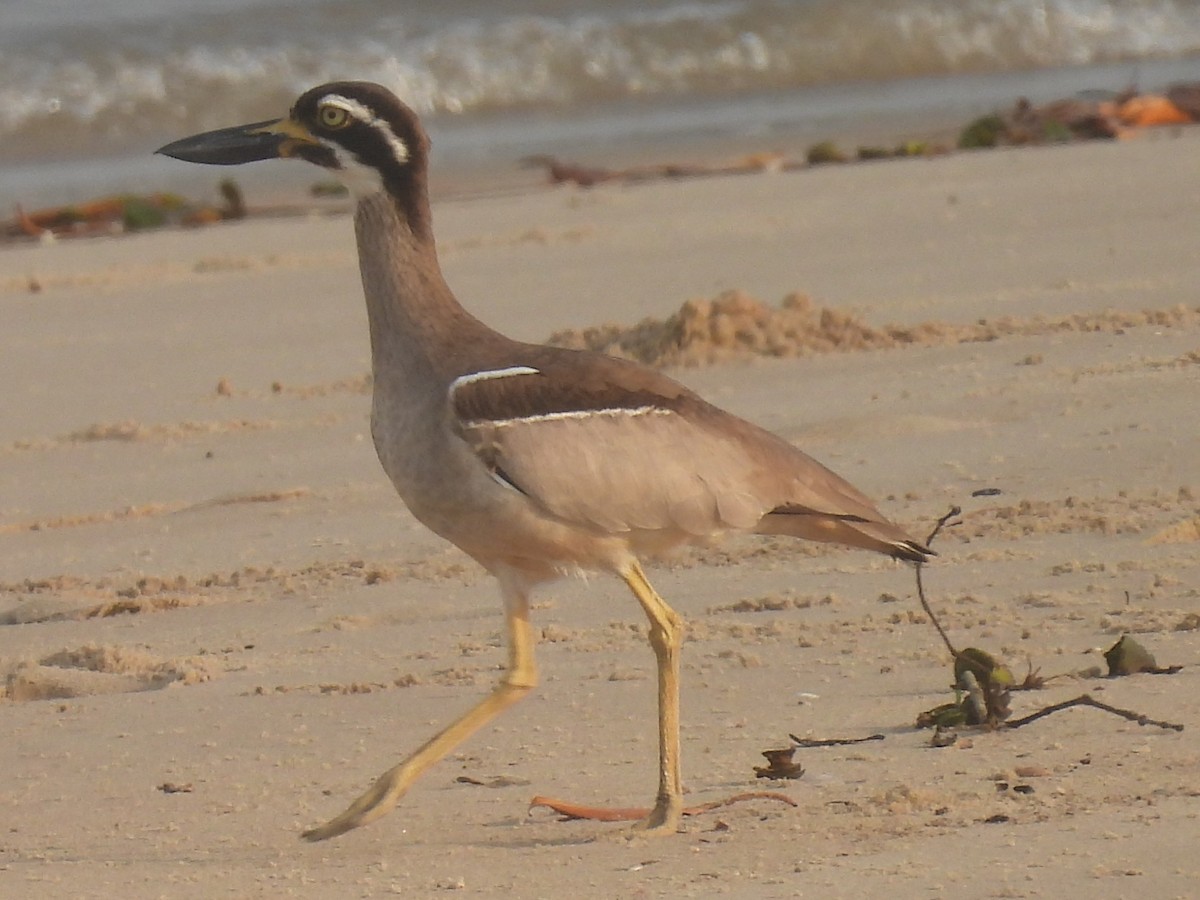 Beach Thick-knee - ML643111932