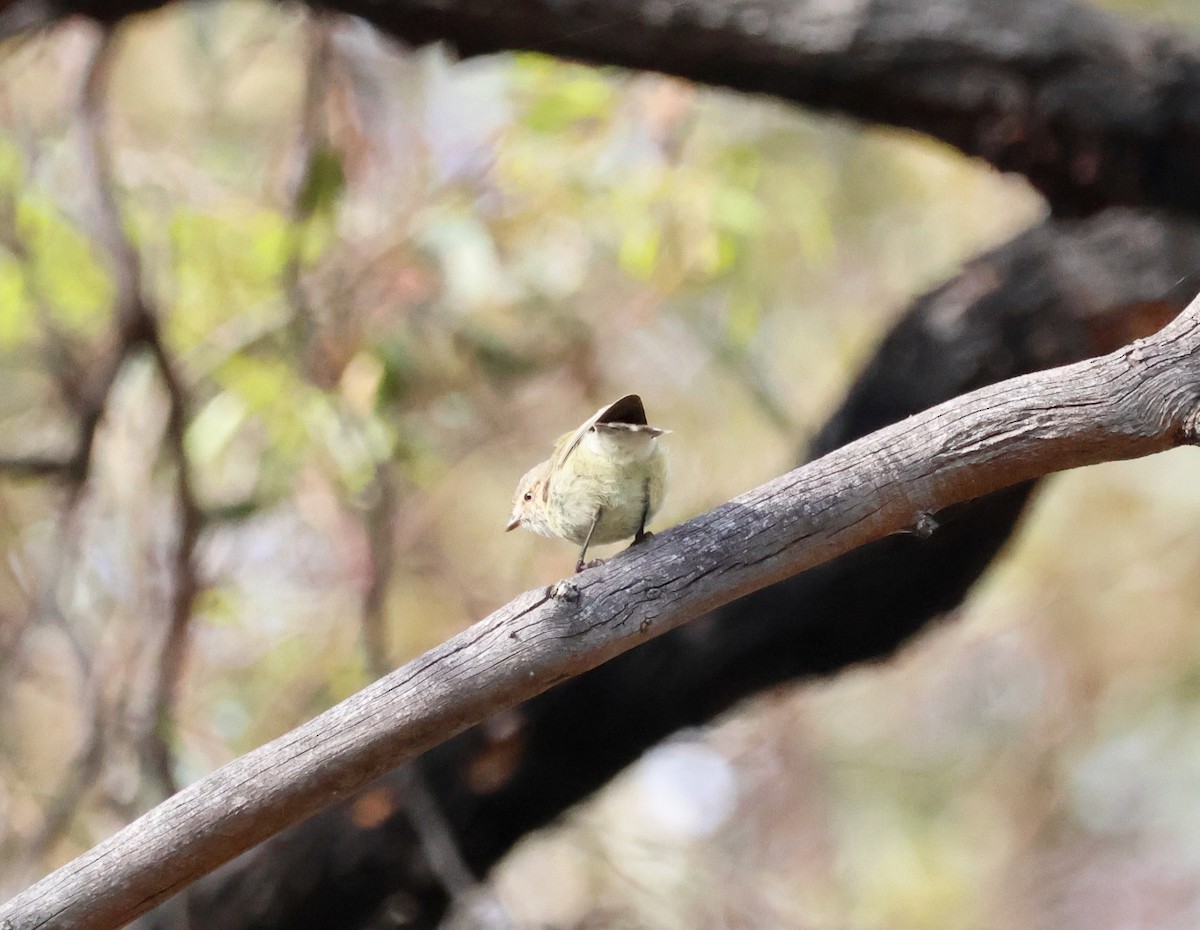 Weebill - ML643111933