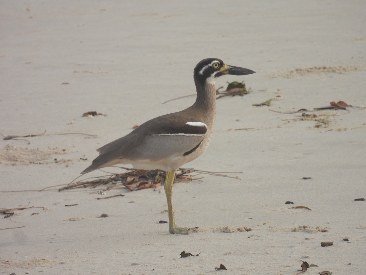 Beach Thick-knee - ML643111935