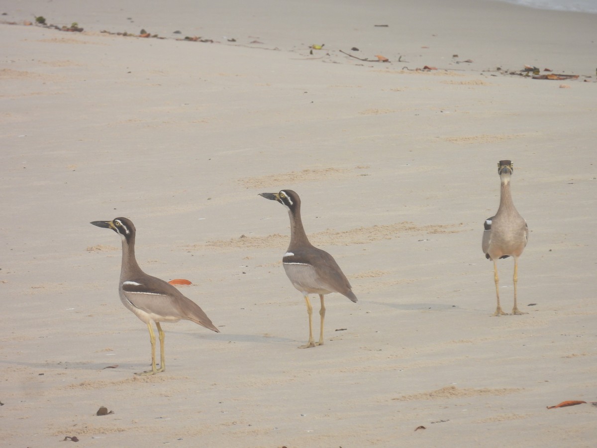Beach Thick-knee - ML643111936