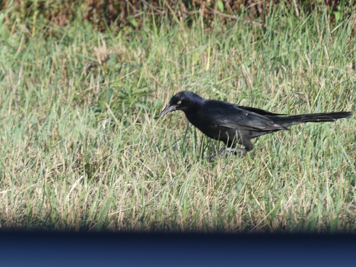 Great-tailed Grackle - ML643111954