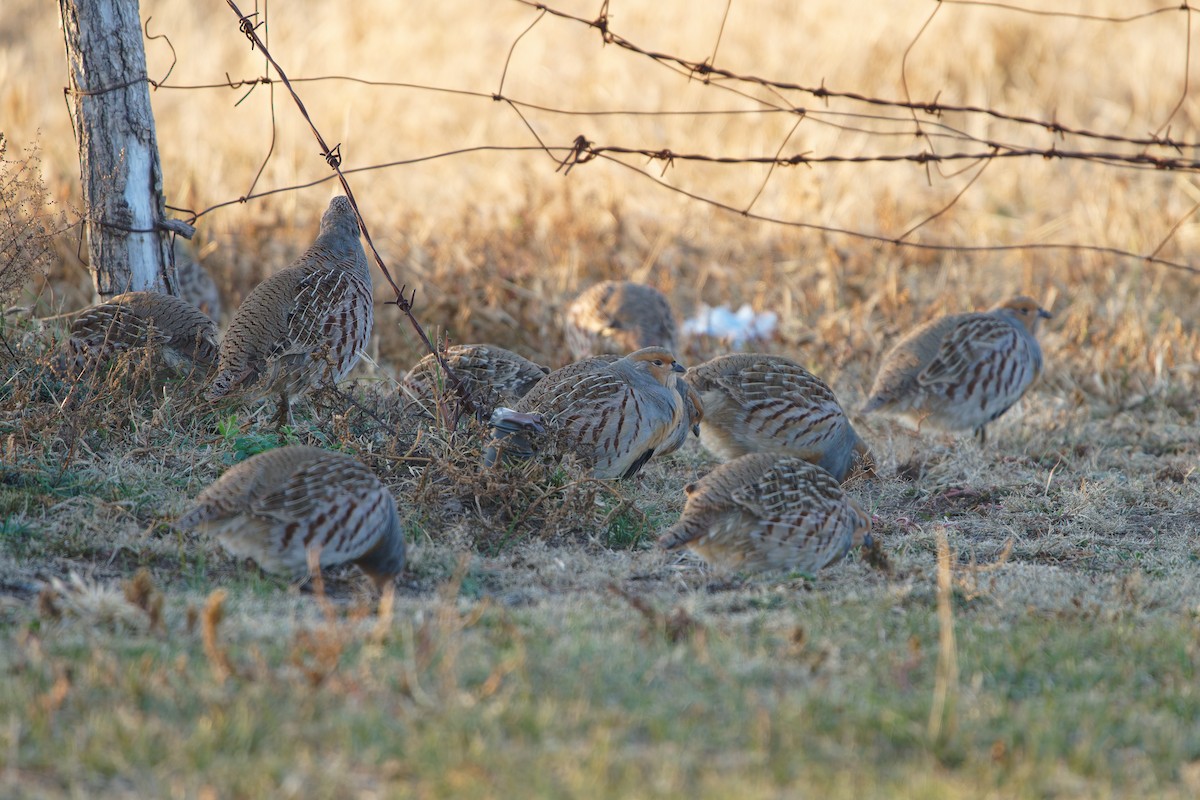 Daurian Partridge - ML643112020