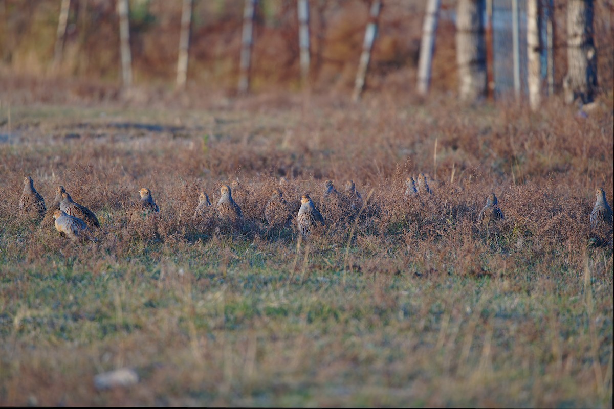 Daurian Partridge - ML643112021