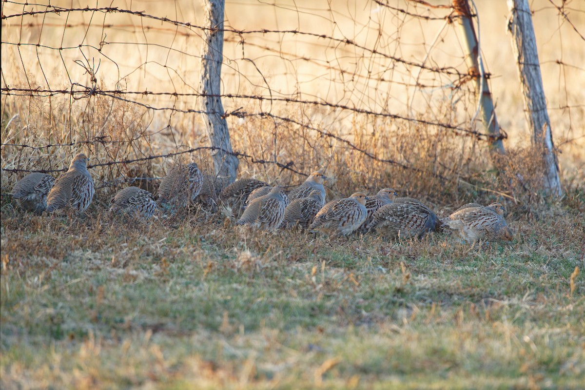 Daurian Partridge - ML643112022