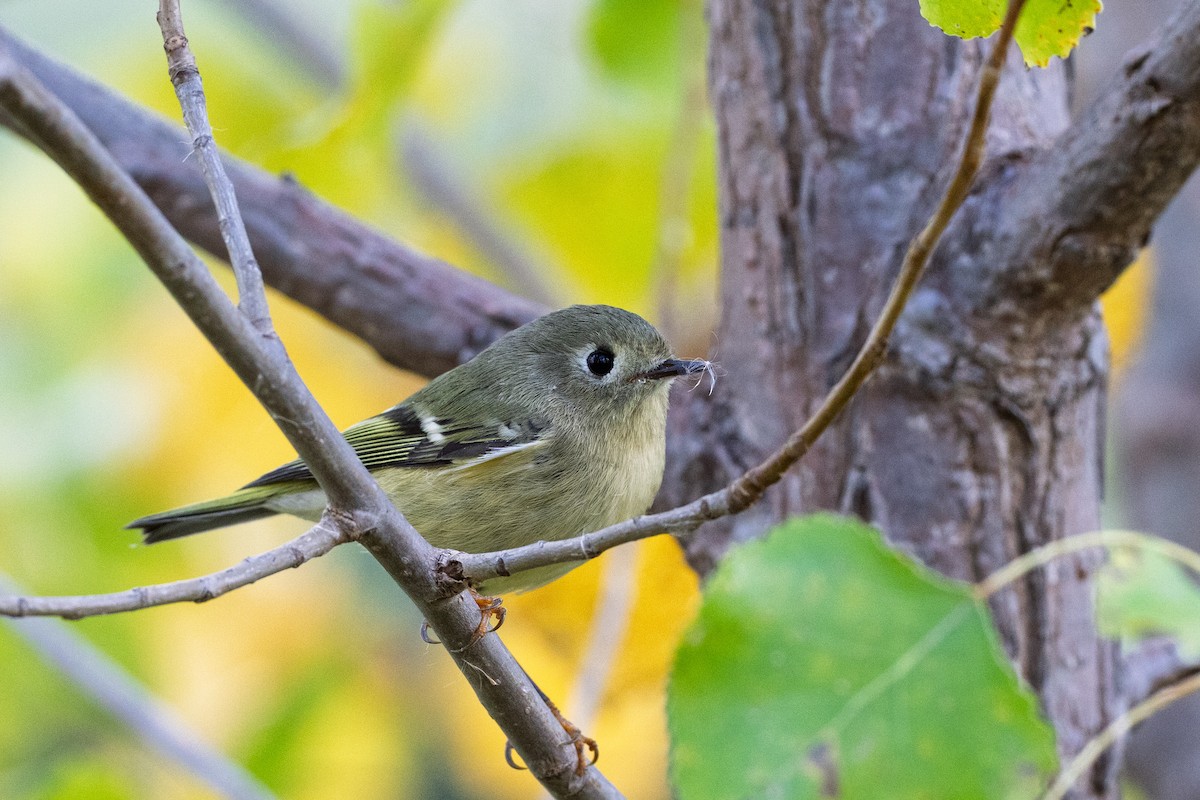 Ruby-crowned Kinglet - ML643112044