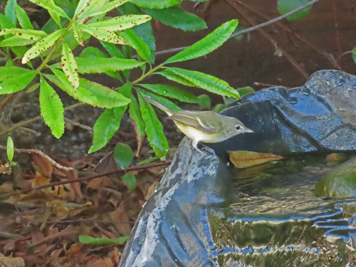 ベルモズモドキ（bellii／medius） - ML643112082