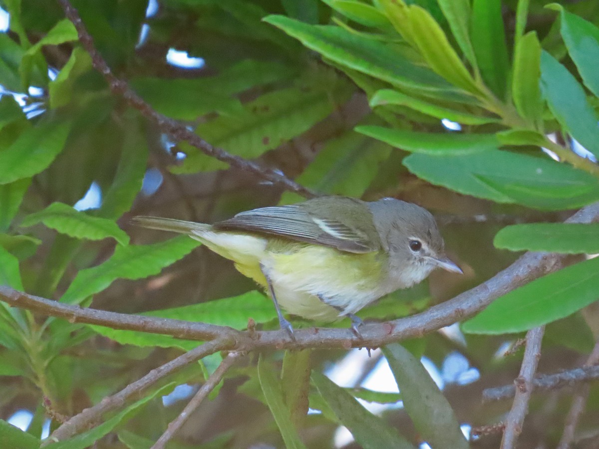 ベルモズモドキ（bellii／medius） - ML643112087