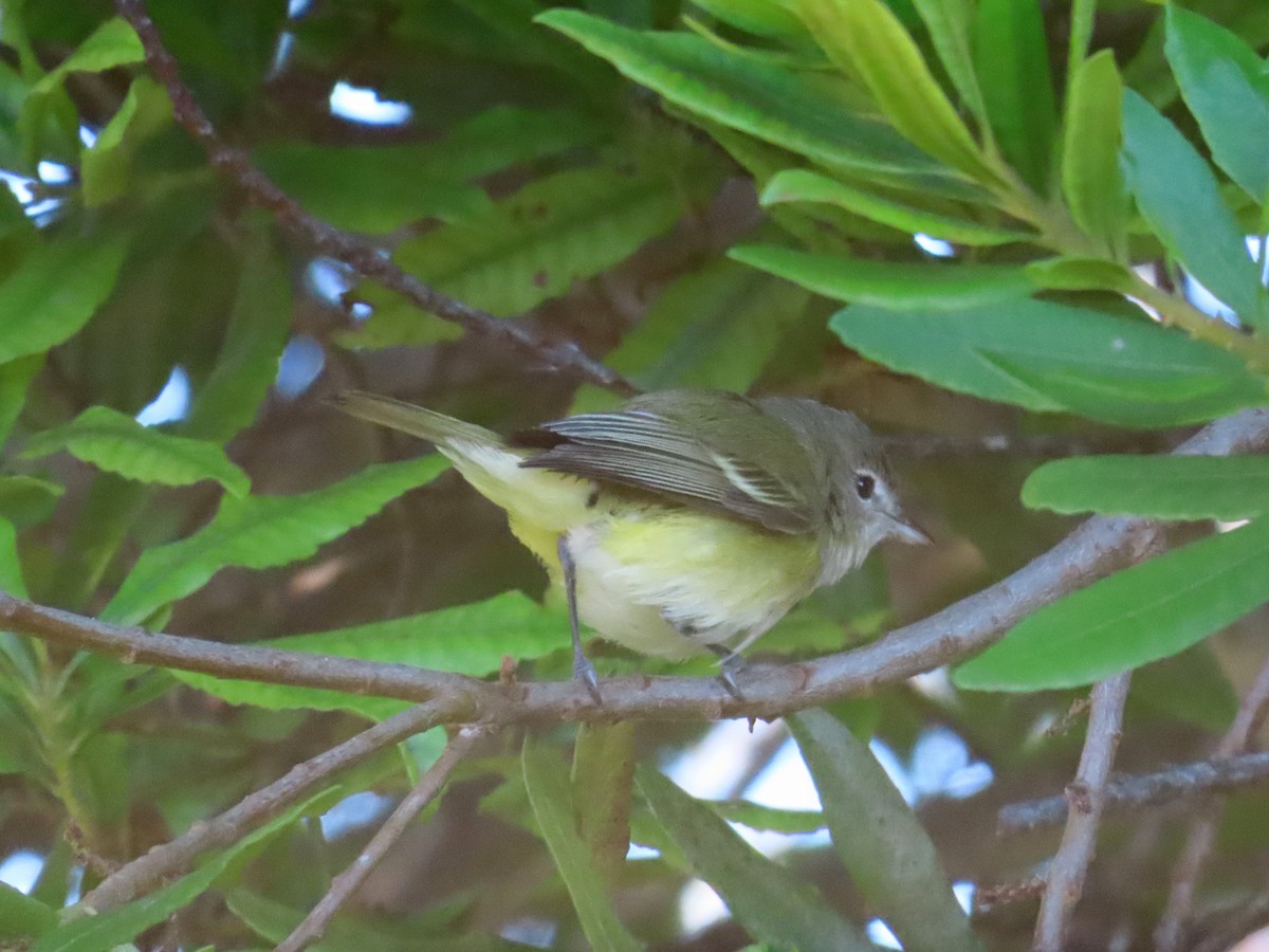 ベルモズモドキ（bellii／medius） - ML643112097