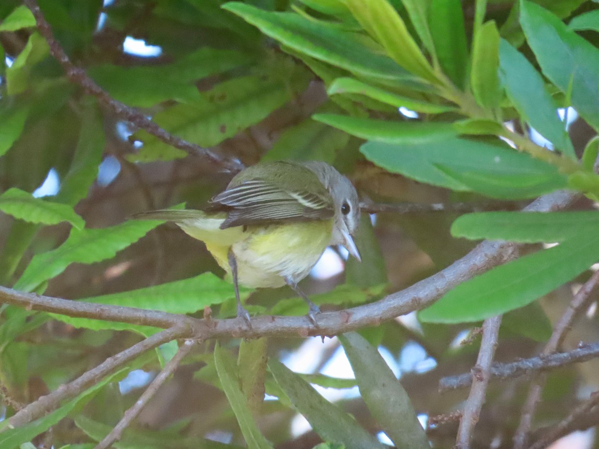 ベルモズモドキ（bellii／medius） - ML643112103