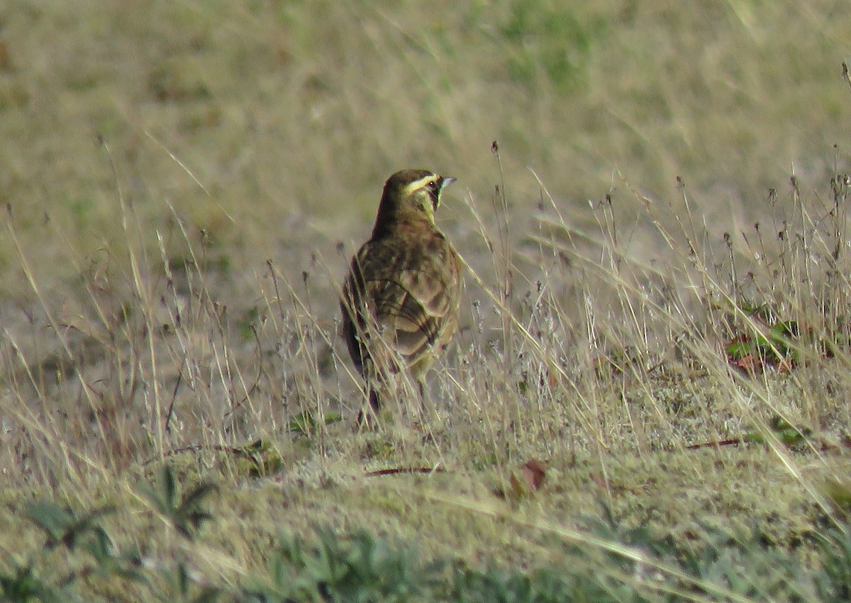 Horned Lark - ML643112110