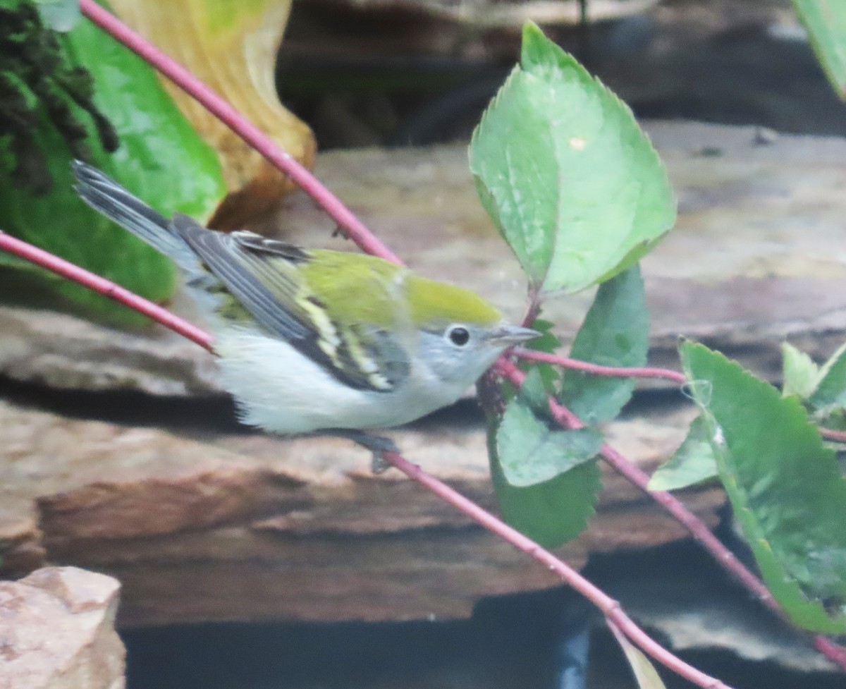 Chestnut-sided Warbler - ML643112113