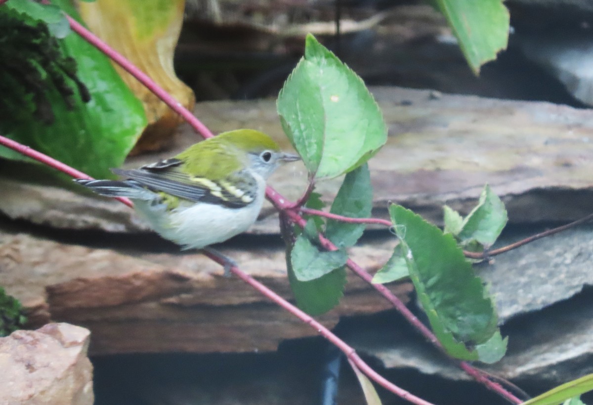 Chestnut-sided Warbler - ML643112114