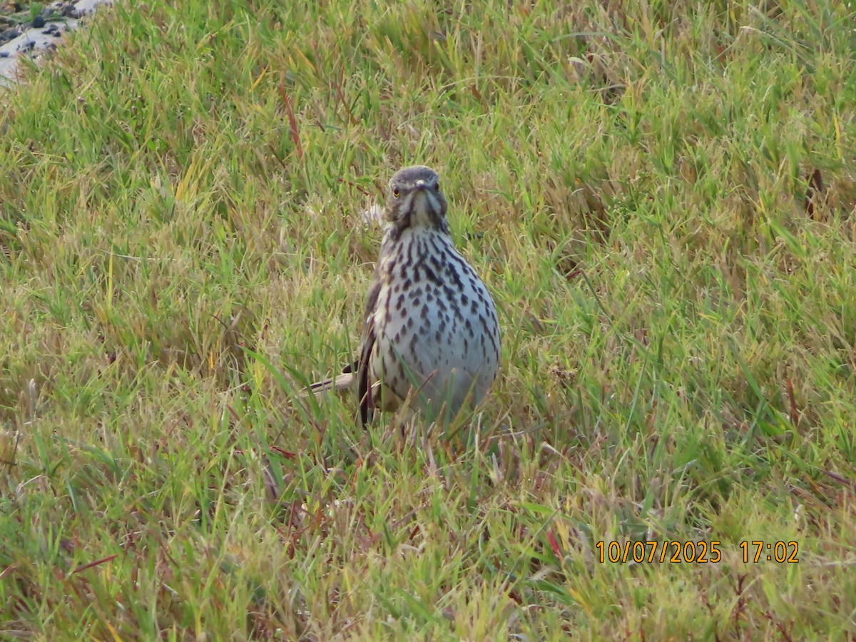 Sage Thrasher - ML643112126