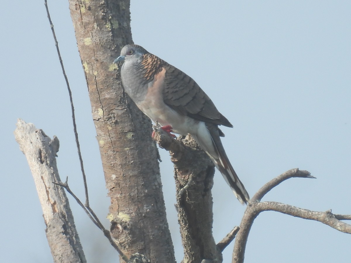 Bar-shouldered Dove - ML643112146