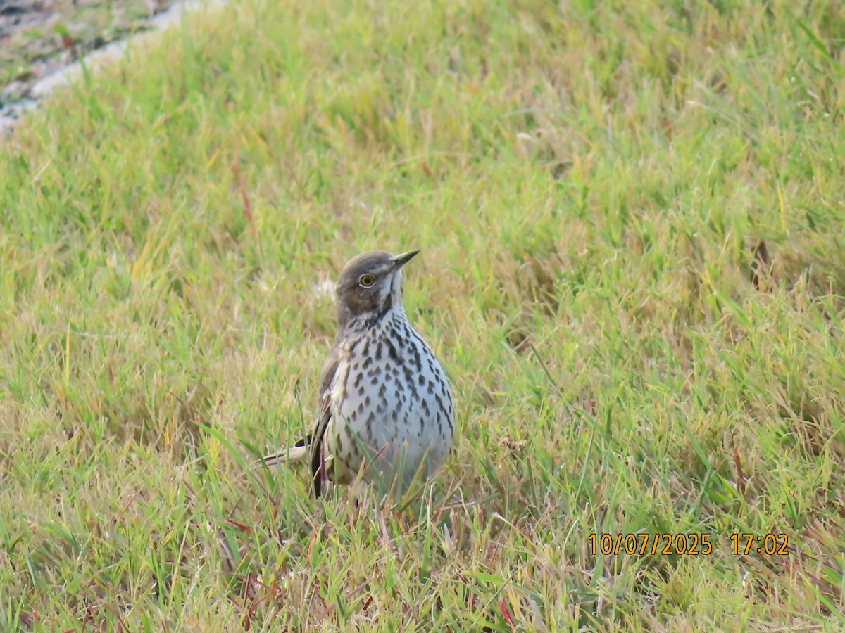 Sage Thrasher - ML643112147