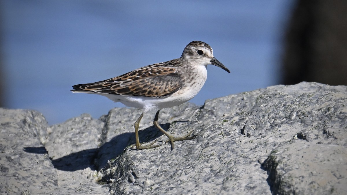 Least Sandpiper - ML643112156