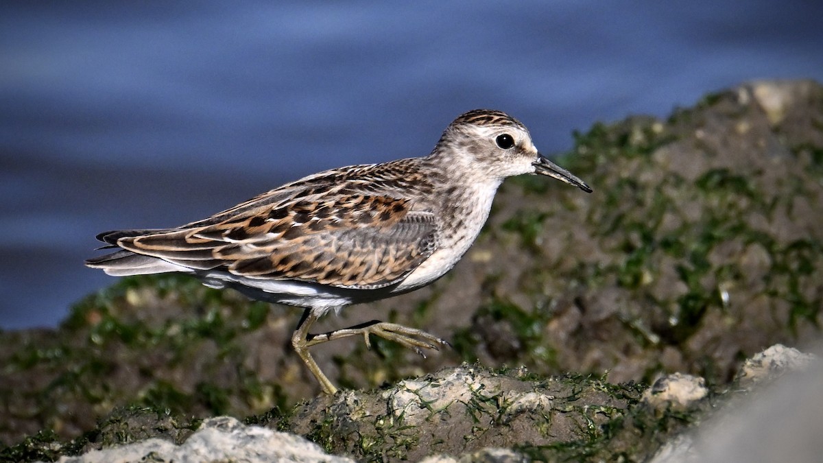 Least Sandpiper - ML643112157