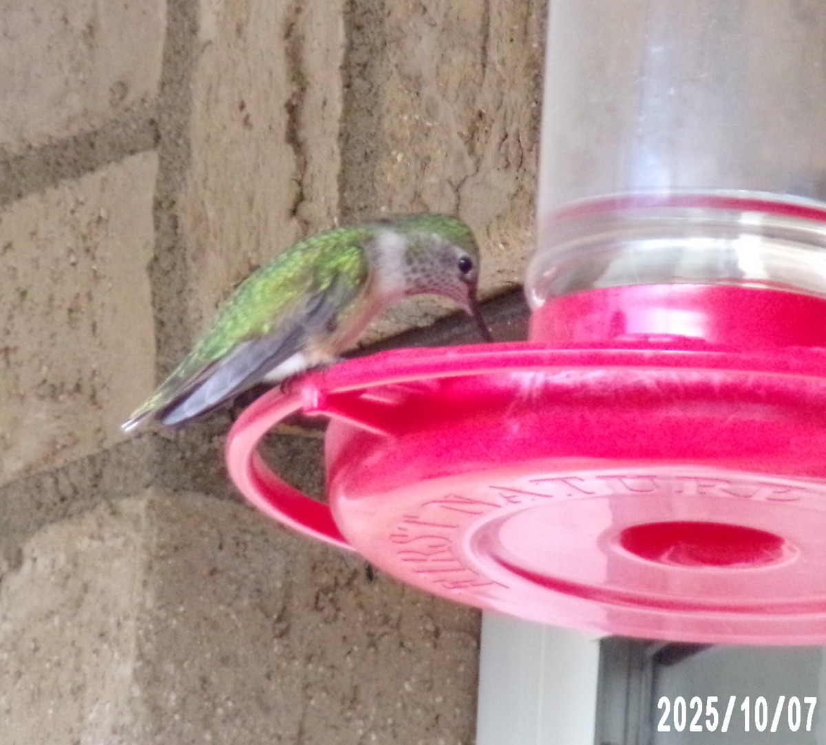 Broad-tailed Hummingbird - ML643112160
