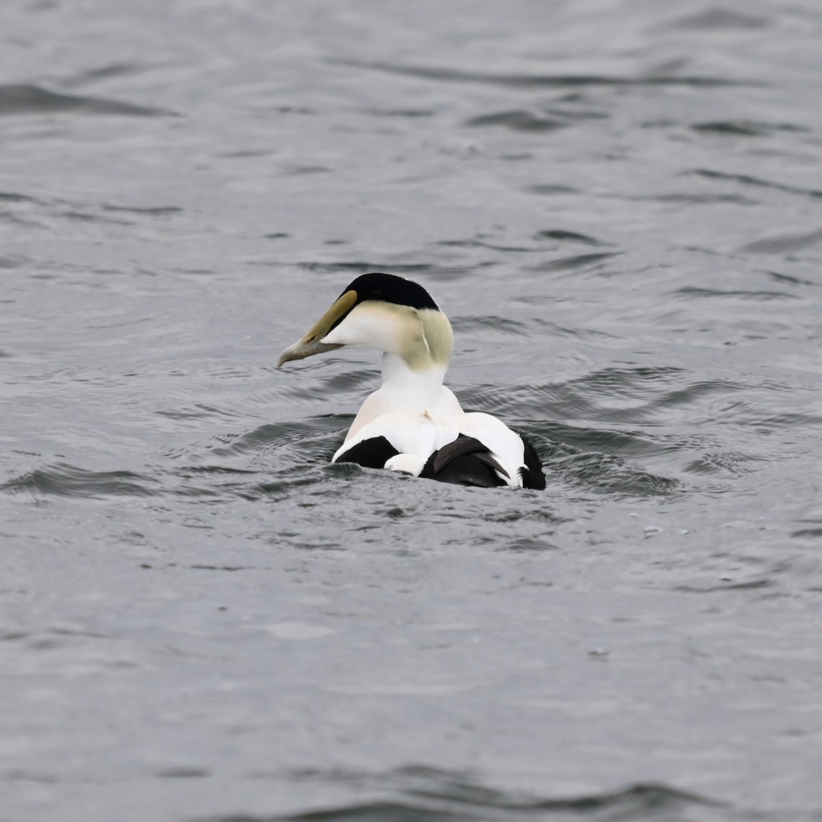 Common Eider - ML643112177