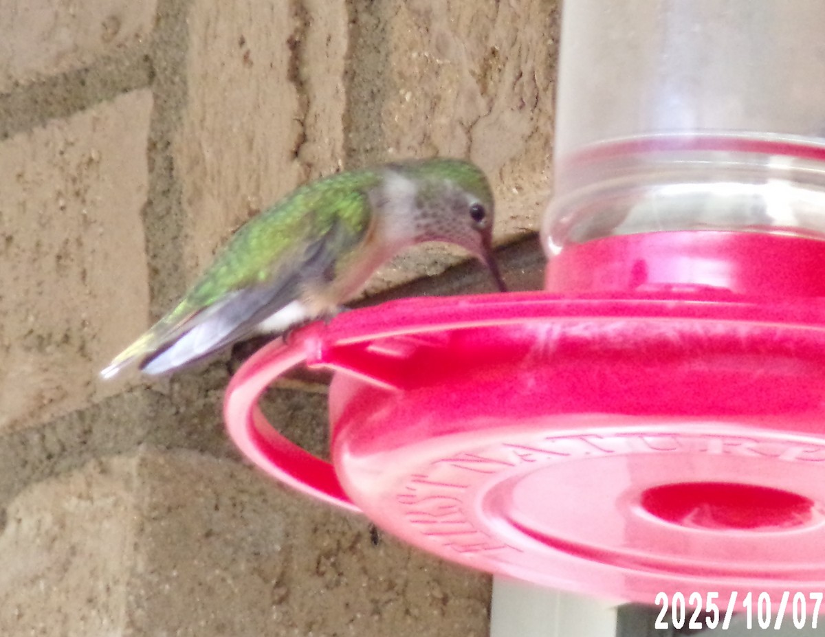 Broad-tailed Hummingbird - ML643112178