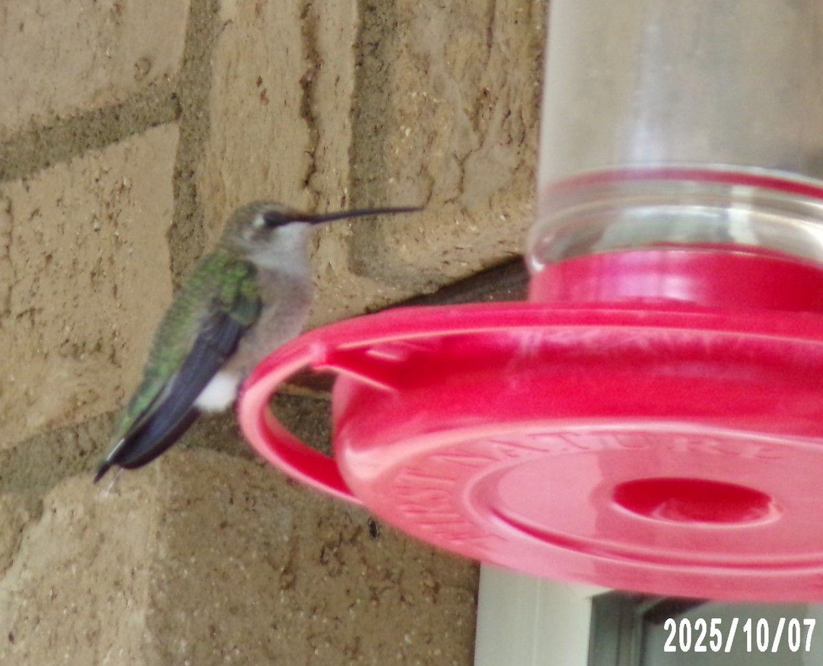 Black-chinned Hummingbird - ML643112184