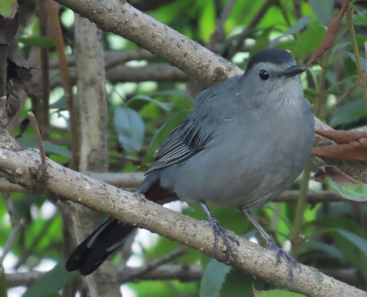 Gray Catbird - ML643112189