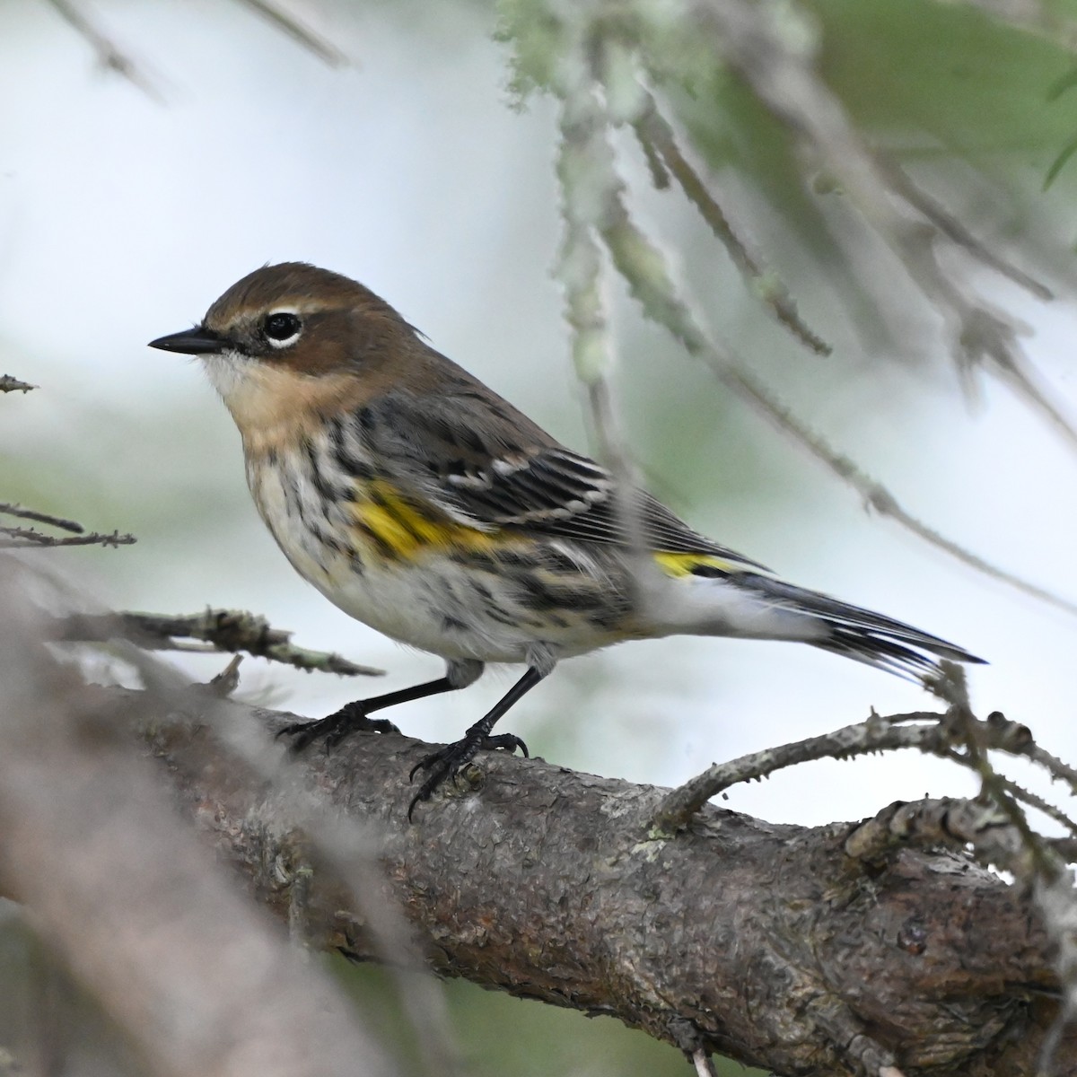 Yellow-rumped Warbler - ML643112200