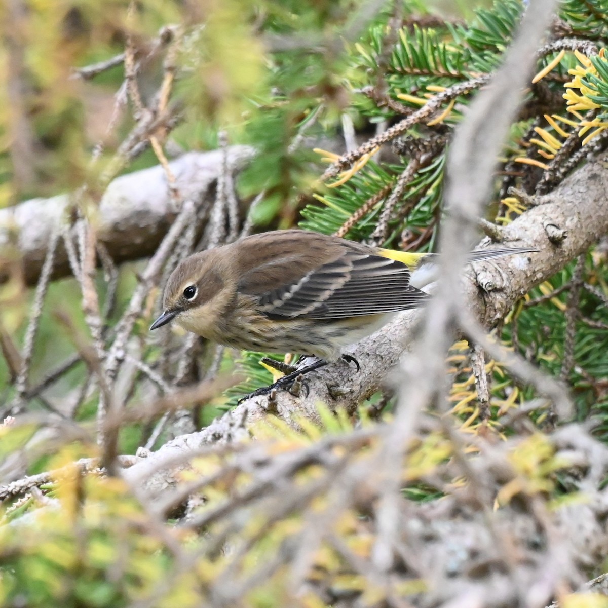 Yellow-rumped Warbler - ML643112202