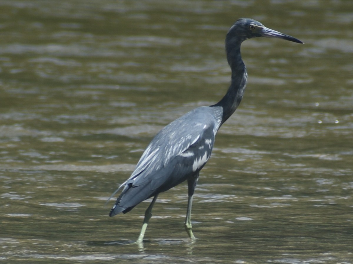 Little Blue Heron - ML643112235