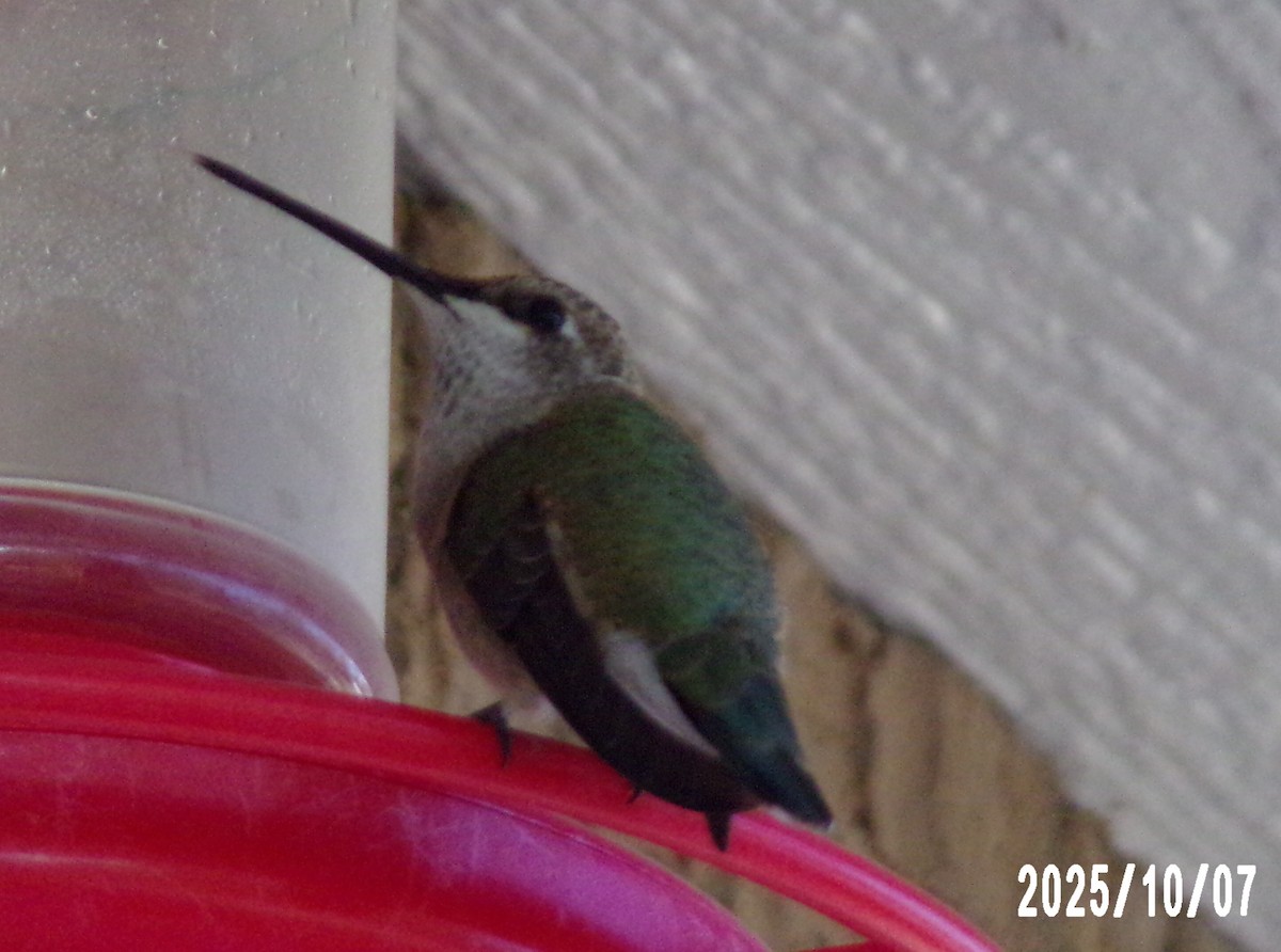 Black-chinned Hummingbird - ML643112250