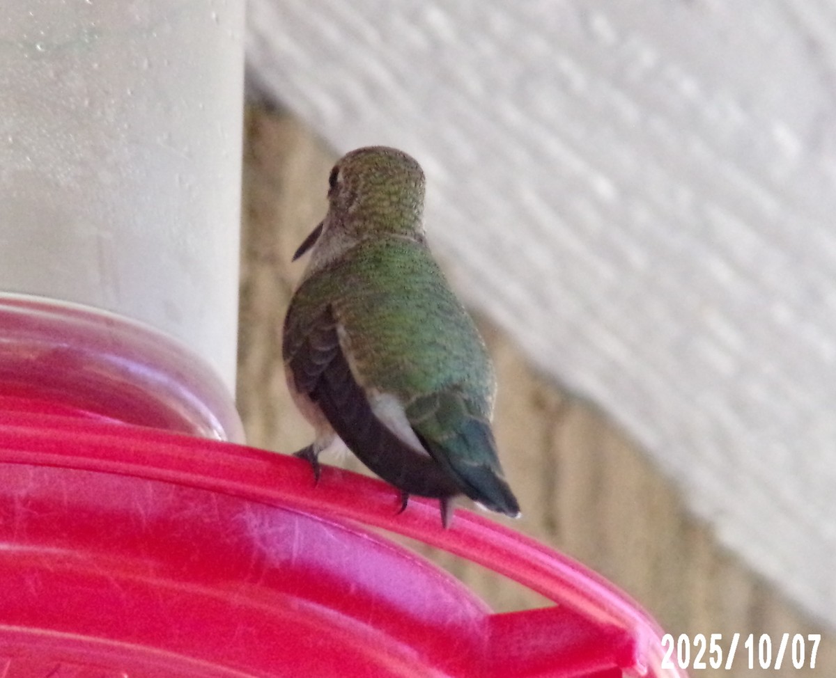 Black-chinned Hummingbird - ML643112259