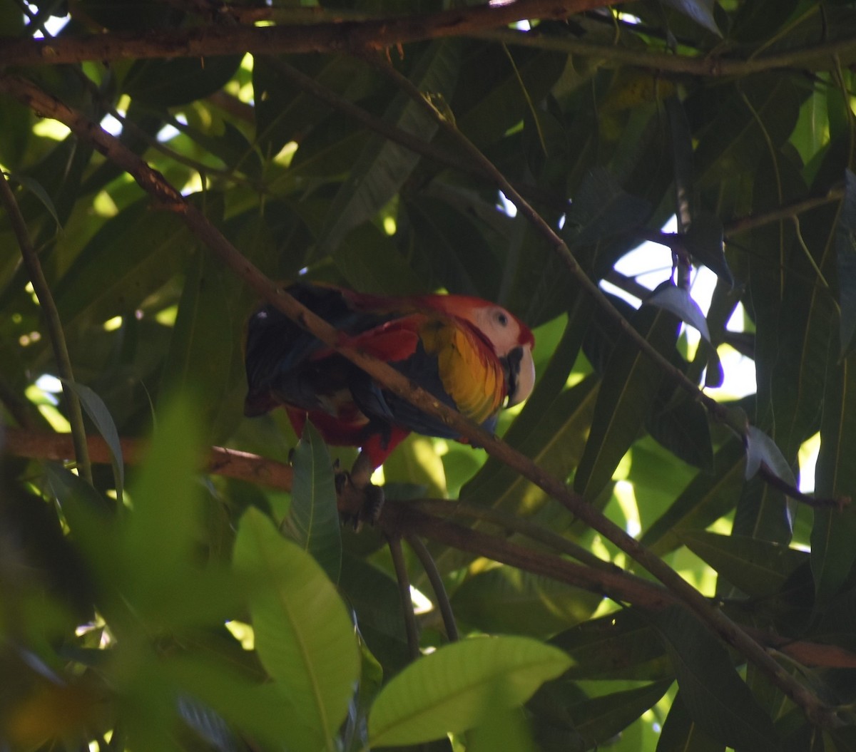 Scarlet Macaw - ML643112274