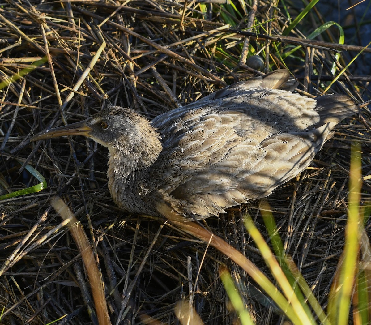 Clapper Rail (Atlantic Coast) - ML643112293