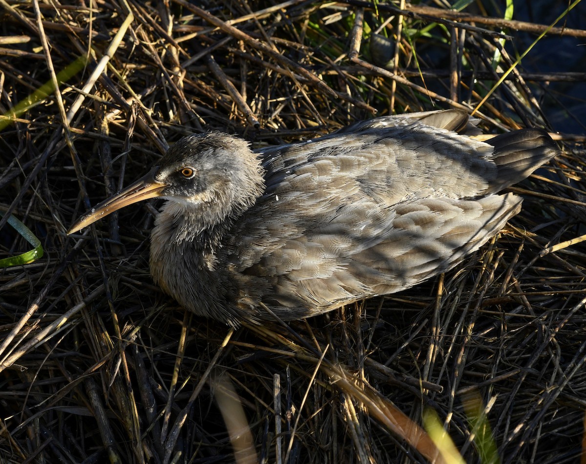 Clapper Rail (Atlantic Coast) - ML643112296