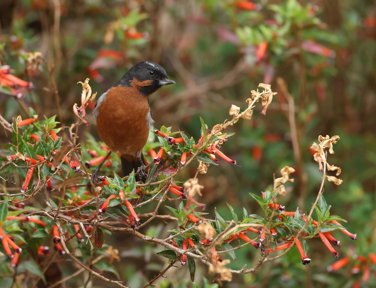 Black-throated Flowerpiercer - ML643112328