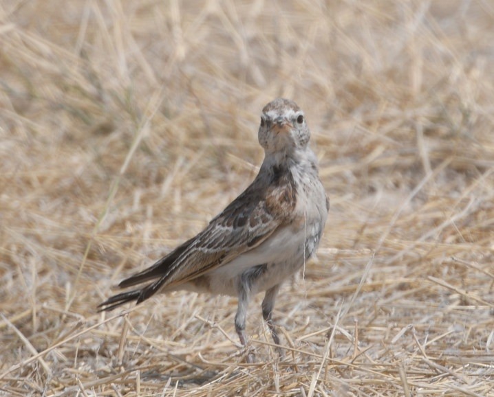 Red-capped Lark - ML643112335